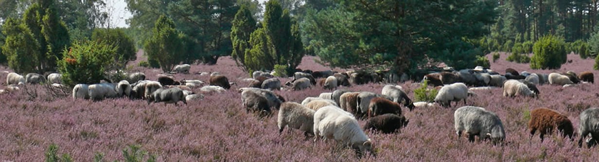 Heidschnucken (German moorland sheep)